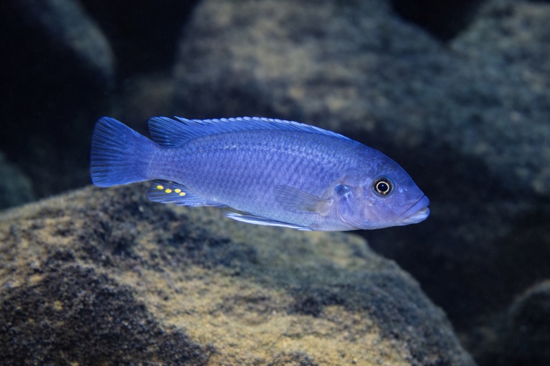 Maylandia callainos 'Luwino Reef'